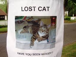Tips on How to Find Your Lost Cat or Dog